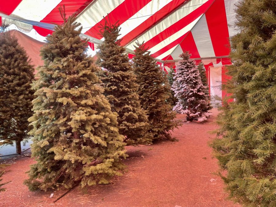 Spruce Things Up With A Real Christmas Tree