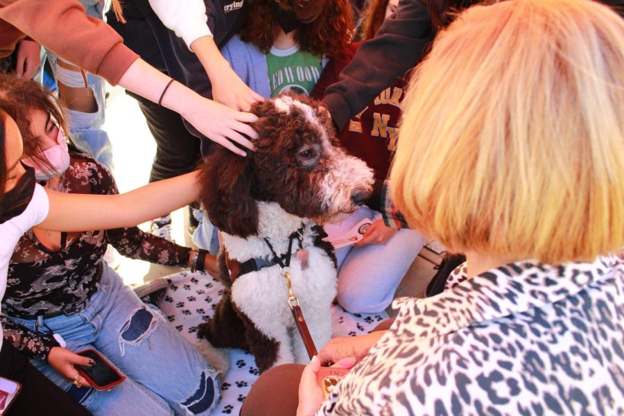 Students gathering around to pet one of the trained therapy dogs.