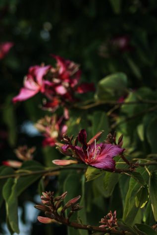 San Fran floral image. (Photo by: Lillian Rich)