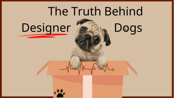 One of the most common types of designer dog, a pug.