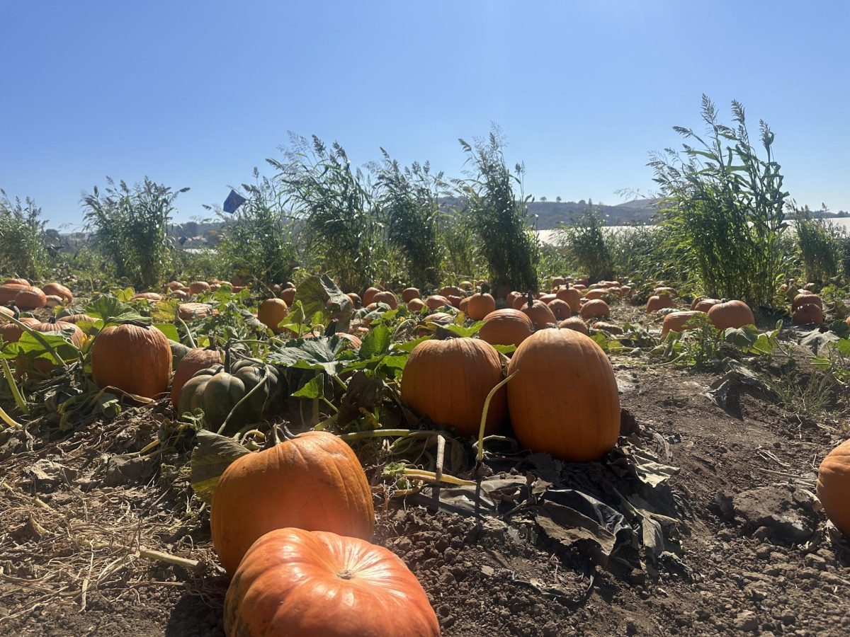 Ready to pick pumpkins at the Tanaka Farms pumpkin patch.