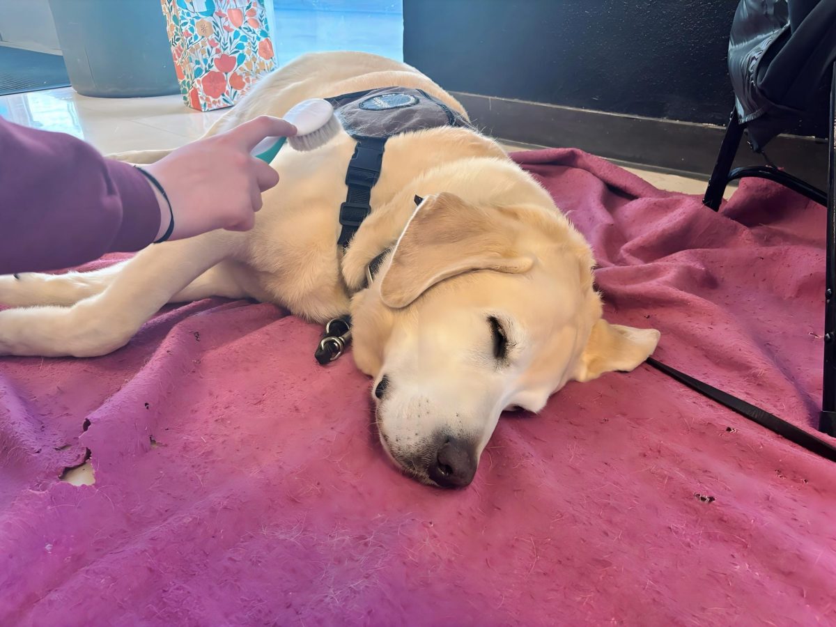 Brushing therapy dogs provided a calming break during Cookies & Cram.