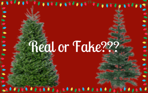 The picture above compares a real fragment Christmas tree and a fake plastic Christmas tree. (Sienna Shortle)