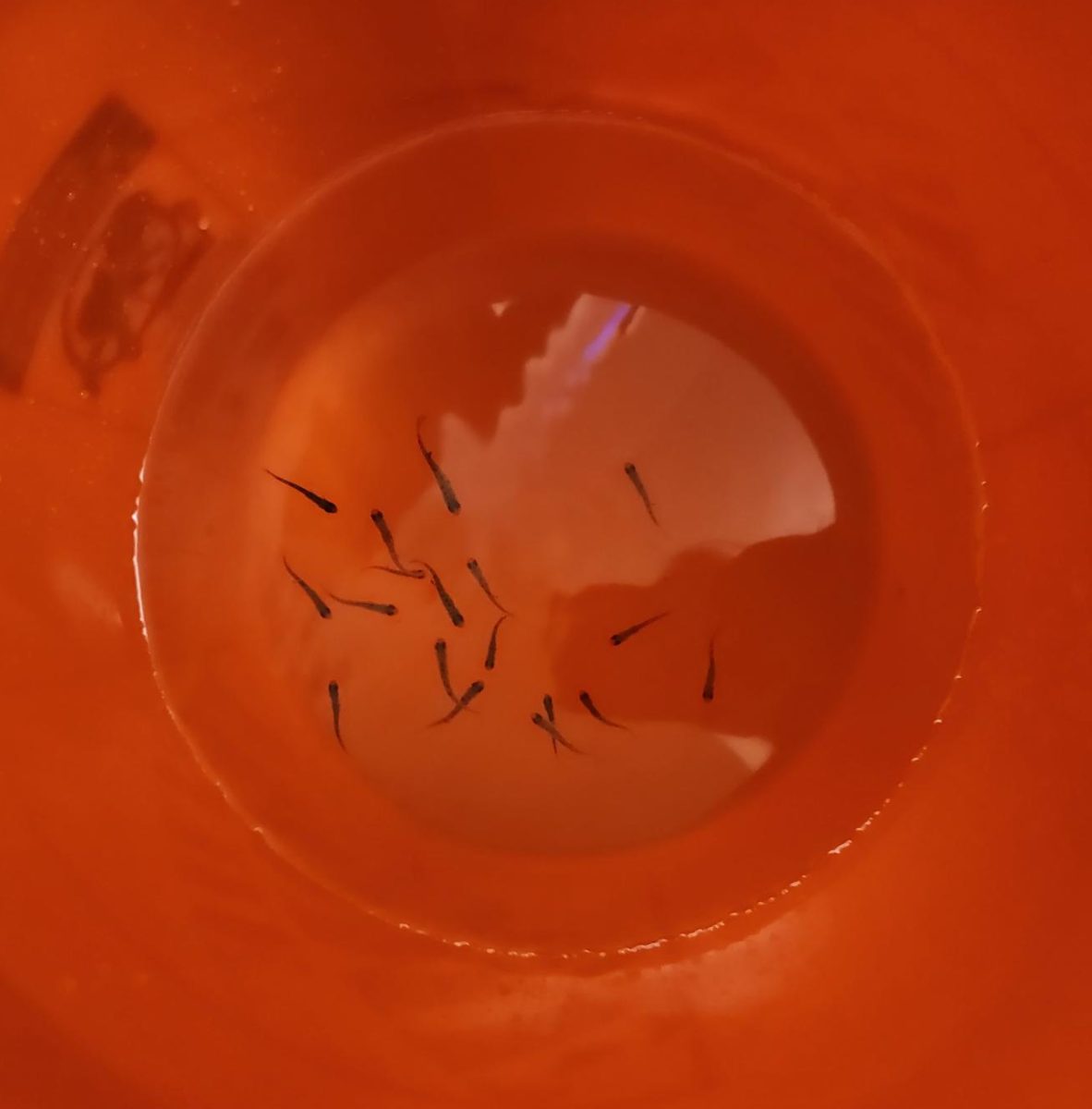 A Bucket O' Fish, ready for a chance outside the tank.