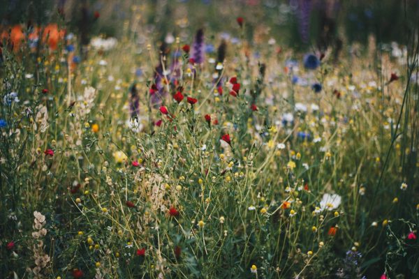 Flowers growing in a field. Photo by Kristina Paukshtite from Pexels. 