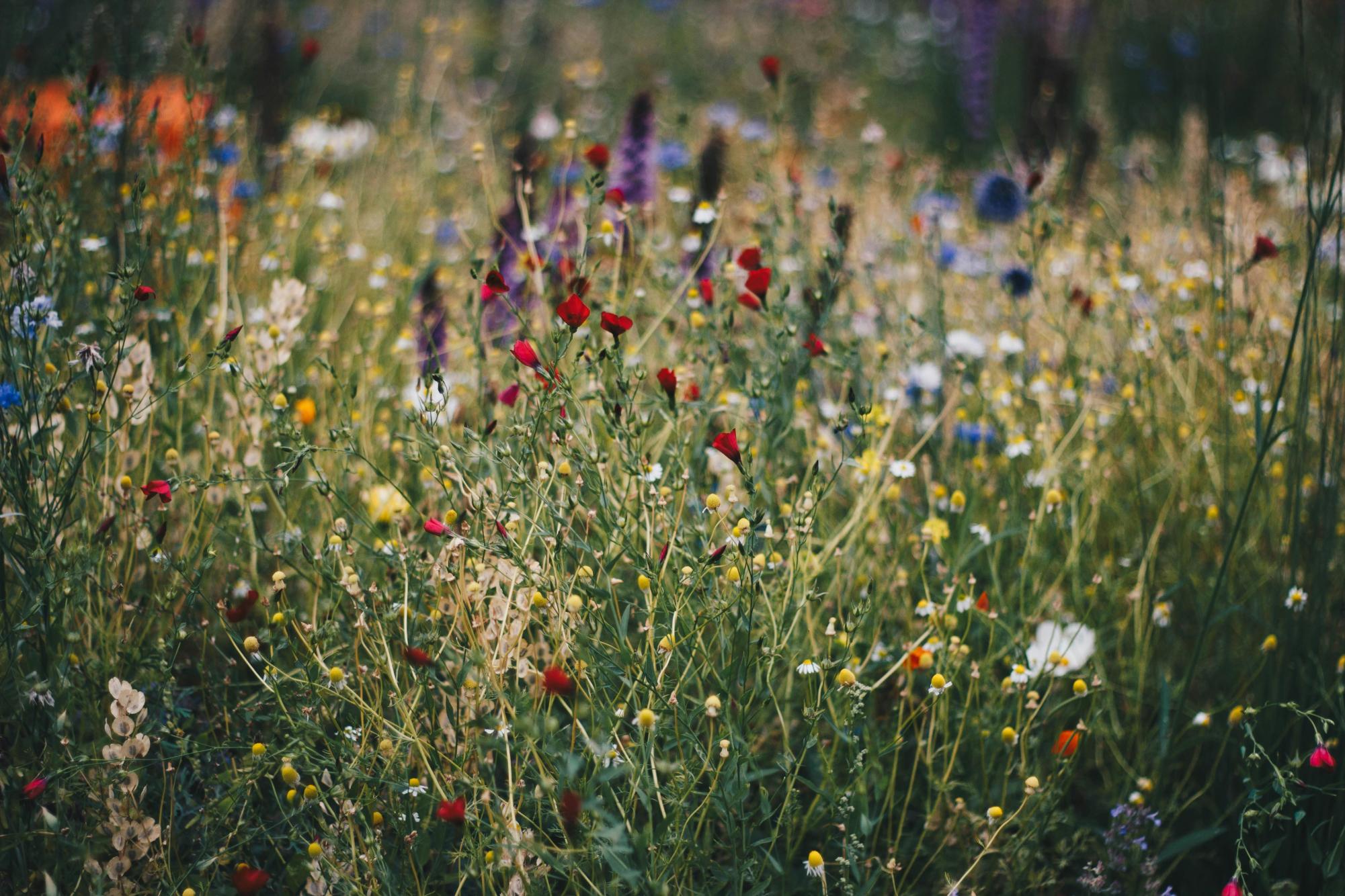Flowers growing in a field. Photo by Kristina Paukshtite from Pexels. 