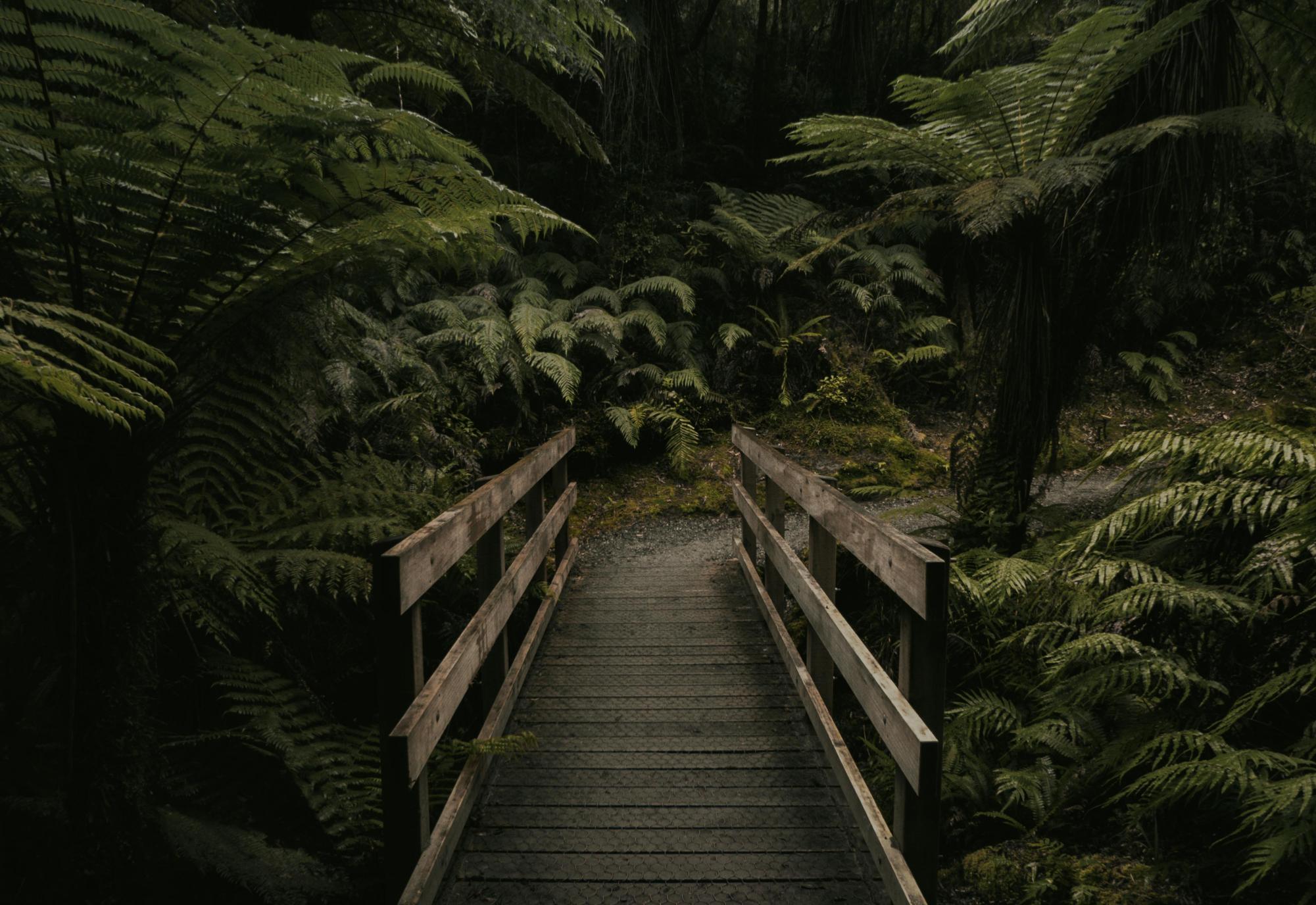A dark forest grows by a forgotten bridge. Photo by Tyler Lastovich from Pexels.