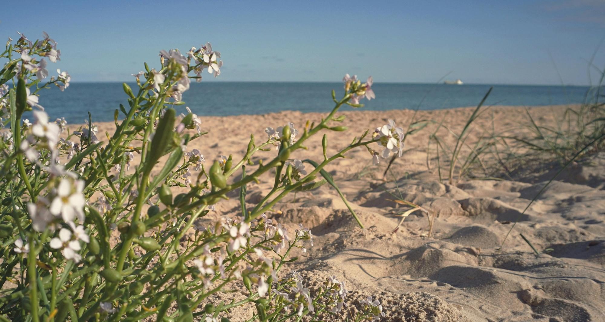 A photo of flowers blooming on the beach. Photo by Suzy Hazelwood on Pexels.