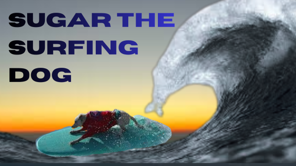 Collage of Sugar the Surfing Dog Surfing in a Sunrise 