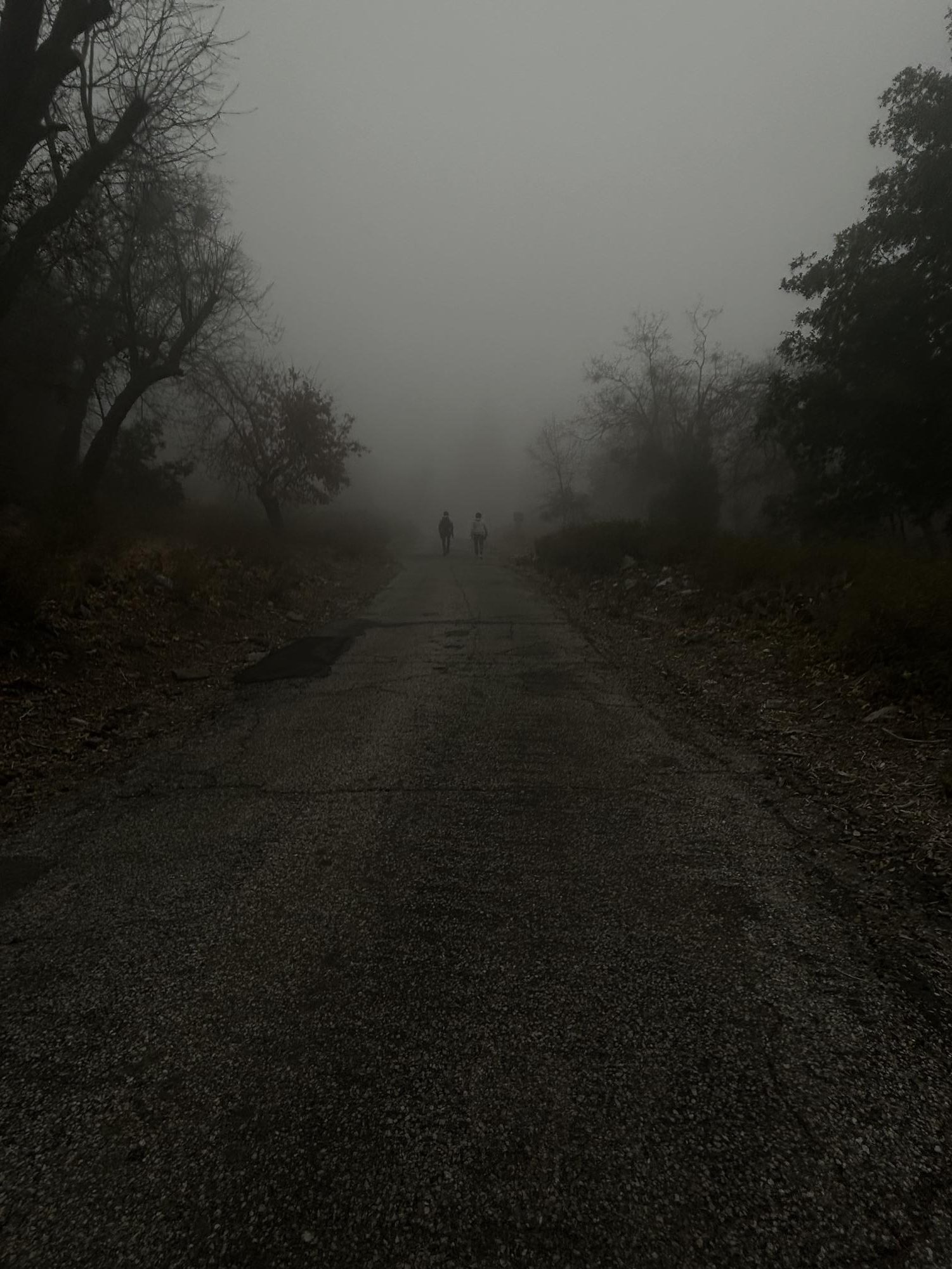 A photo on a trail, foggy, cold, and dreary. 