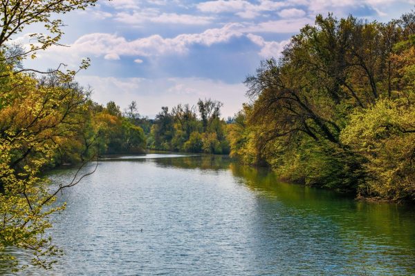 A peaceful image of a river running through trees. Photo by Ilo Frey from Pexels.