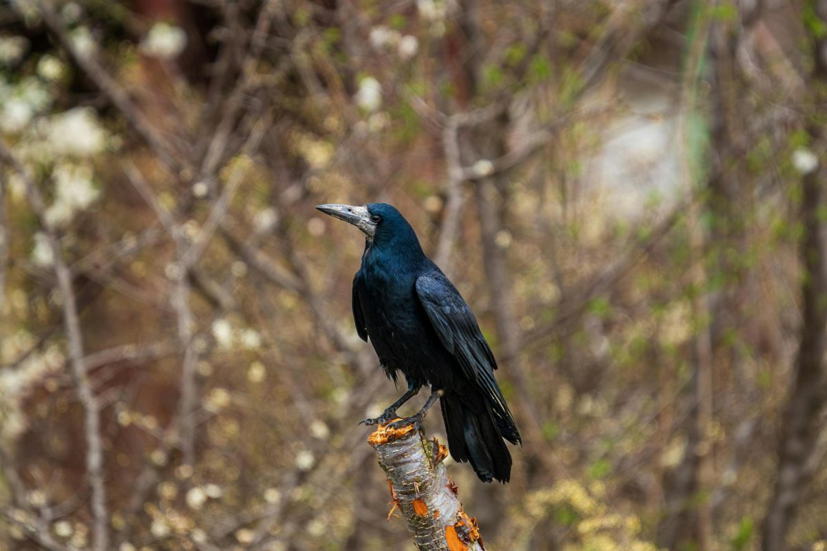 Photo of a single crow on a tree stump. Photo by Bejan Adrian from Pexels. 