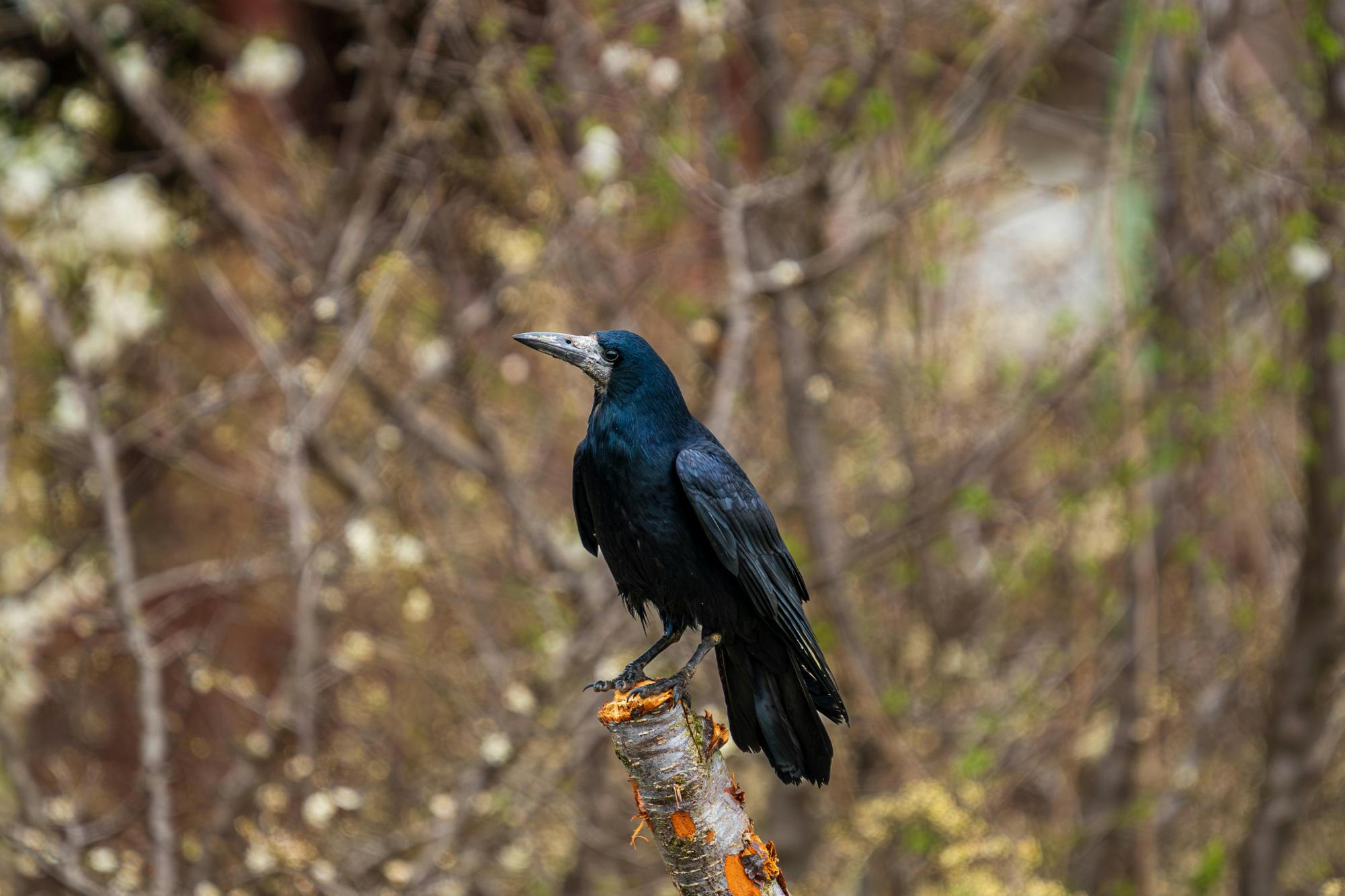 Photo of a single crow on a tree stump. Photo by Bejan Adrian from Pexels. 
