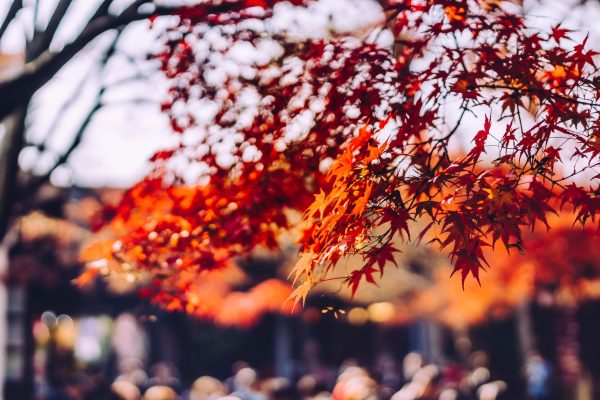 Close-up of vibrant red maple leaves in autumn sunlight, showcasing nature's fall beauty. Photo by Rui Wang from Pexels. 