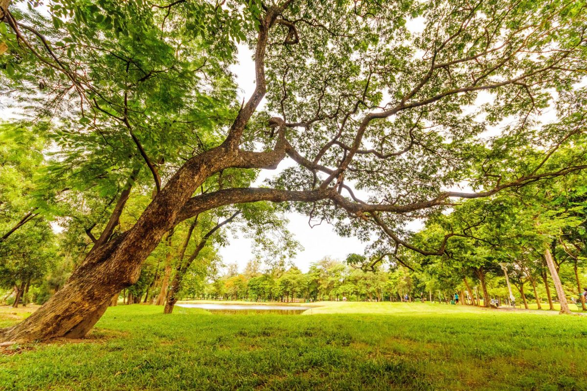 A serene park scene with a sprawling tree offering shade over lush green grass. Photo by Snapwire from Pexels.